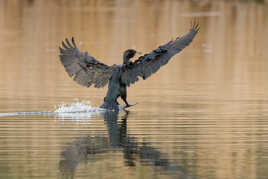 Marcher sur l'eau...