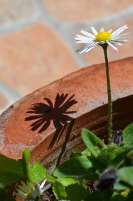 l'ombre d'une paquerette