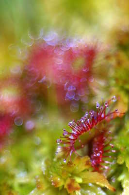 Drosera