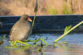 Gallinule poule d'eau