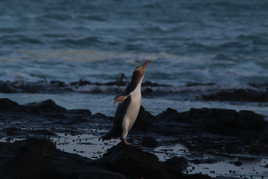 Yellow eyed penguin