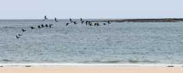 Vol de Cravant sur les côtes bretonne