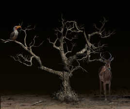 Les animaux du parque Krugger