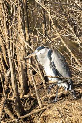 Chut je suis à l'affut