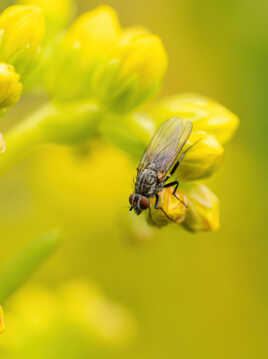 La mouche!!