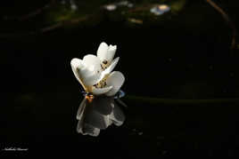 quand la lumière jais