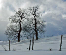 Les jumeaux