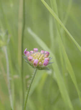 Scabieuse des champs