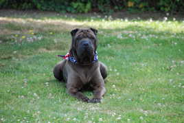 Notre Shar Pei Cactus