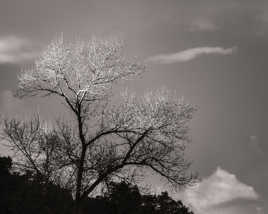 lumière sur l'arbre
