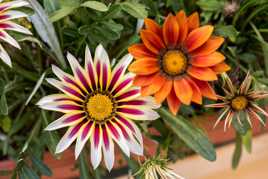 Gazania