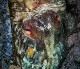 Planqué mais vigilant !