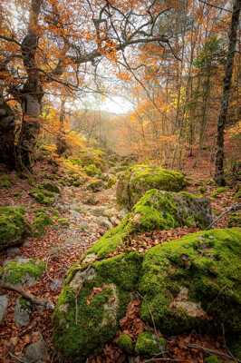 Perspective automnale