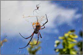 Araignée géante de Rodrigues