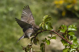 Atterrissage hasardeux