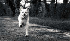 Même sur une patte!!