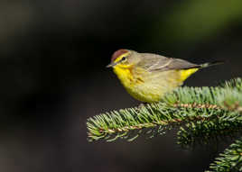 Paruline a couronne rousse