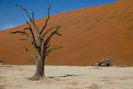 Dead Vlei