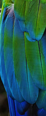 Plumage