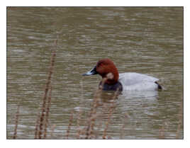 Fuligule milouinun, le canard plongeur.