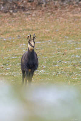 CHAMOIS