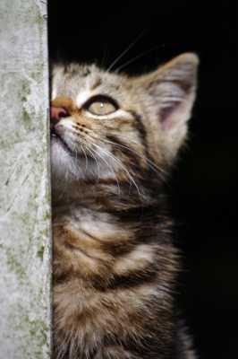 patience et déclachement