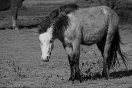 poney blanc