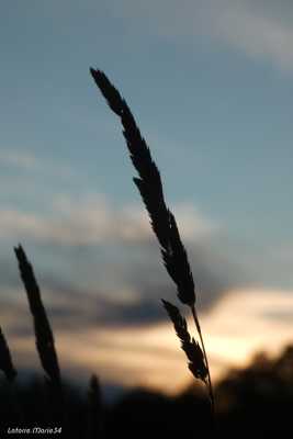 Plante au coucher du soleil