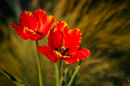 Duo en rouge et jaune
