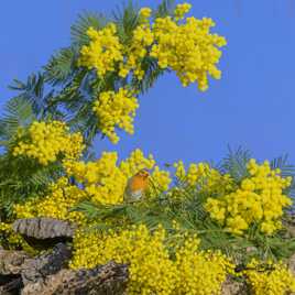 Le rouge gorge et la petite abeille