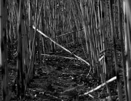 Chemin de traverse