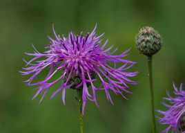 Fleur et bouton