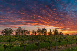 Le vignoble bergeracois au coucher du Soleil