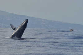 Saison des baleines 2023