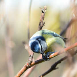 une minute j'casse la graine