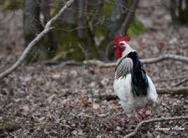 Je cherche ma poule