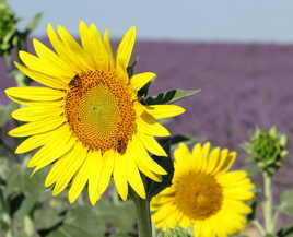 Tournesols à Valensole