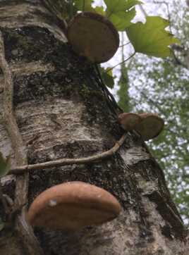 Champignons au bouleau