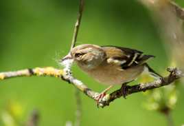 Le nid sera douillet !