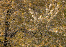 Textures Végétales (10)