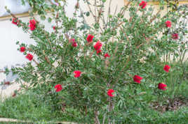 Callistemon