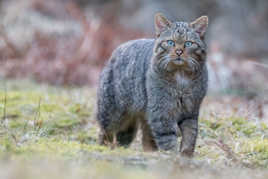 Rencontre avec un chat sauvage