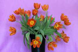 Tulipes