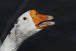 L'oie, l'animal de garde de référence !