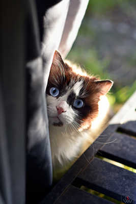 Mr Moustache joue à cache-cache