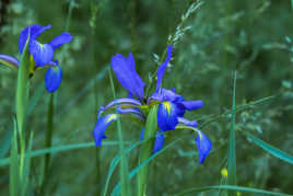 Les iris