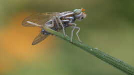 Terellia longicauda II