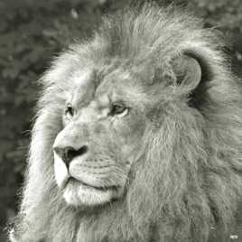 Portrait de Lion