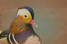 Portrait de Mandarin