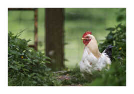 Le maître des lieux